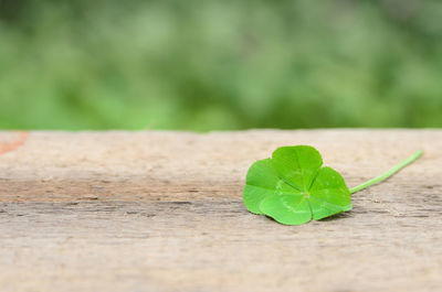 Close-up of green leaves on table