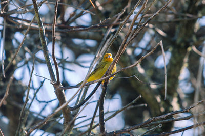 Low angle view of bird perching on branch