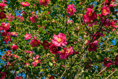 Red flowers blooming outdoors