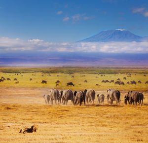 Flock of sheep in a field