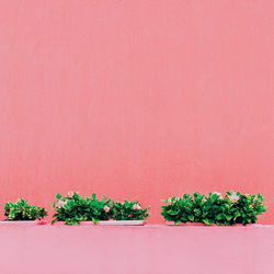 Potted plant against wall
