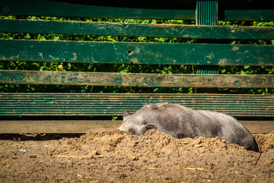 Horse on ground