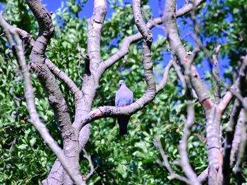 Low angle view of bird perching on tree