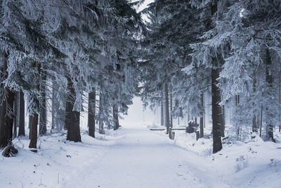 Trees in forest during winter