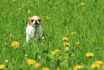 Portrait of dog on field