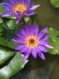 Close-up of purple lotus water lily blooming outdoors