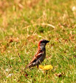 Bird perching on a field