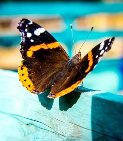 Close-up of butterfly perching on leaf