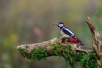 Great spotted woodpecker, dendrocopos major, perched on a dead branch covered in moss.