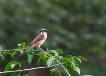 Close-up of bird perching on leaf