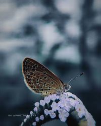 Close-up of butterfly pollinating flower