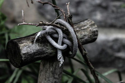 Close-up of rope tied up