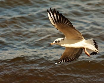 Close-up of bird flying over lake