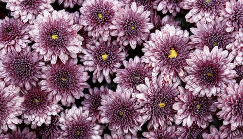 Full frame shot of pink flowering plants