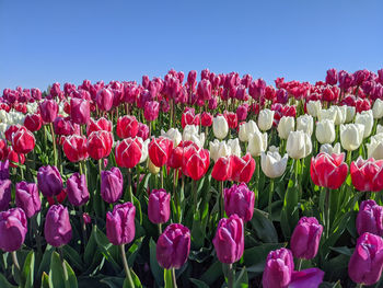 Close-up of pink tulips on field against clear sky