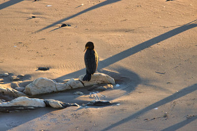 High angle view of woman on beach