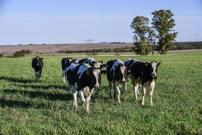 Cows grazing on field