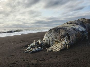 Driftwood on beach against sky