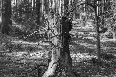 Trees in forest
