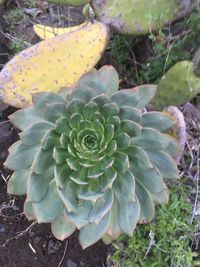 High angle view of succulent plant on field
