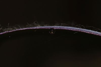 Close-up of water drops on plant against black background