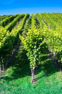 Scenic view of vineyard against sky