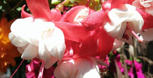 Close-up of pink flowers