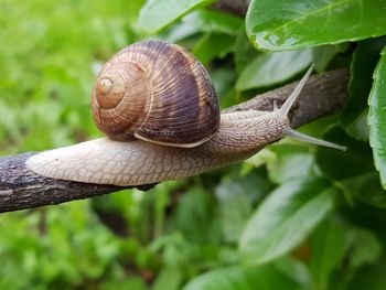 Close-up of snail