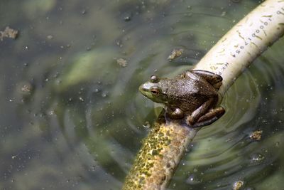 High angle view of frog in lake