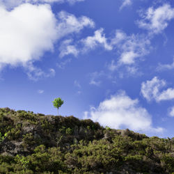 Low angle view of trees against sky