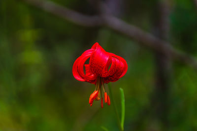 Close-up of red rose flower