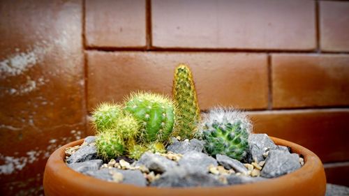 Close-up of succulent plant in pot against wall