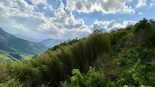 Scenic view of forest against sky
