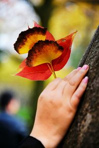 Close-up of hand holding autumn leaf