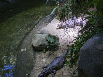 High angle view of plants growing on rock