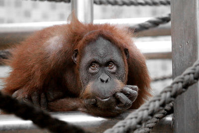 Close-up portrait of monkey