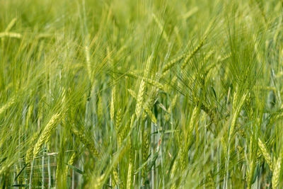 Close-up of wheat growing on field