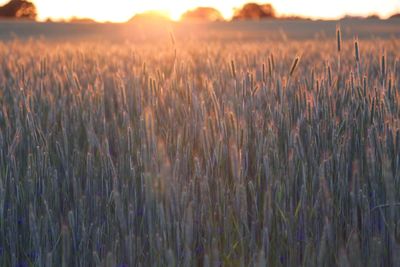 Scenic view of field at sunset