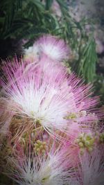 Close-up of pink flowers