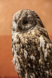 Close-up portrait of owl