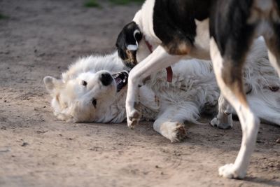 View of dogs lying on ground