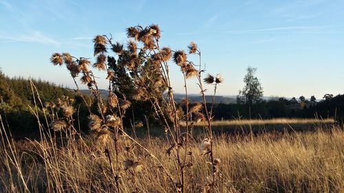 Plants on field against sky