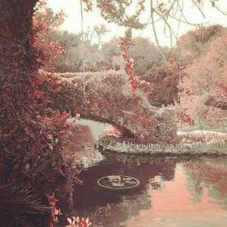 Reflection of trees in river