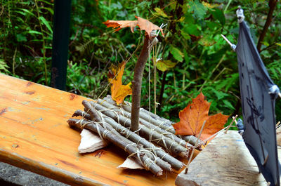 Close-up of lizard on wood