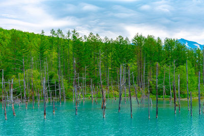 Scenic view of lake by trees against sky