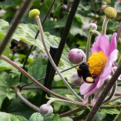 Close-up of bee on flower