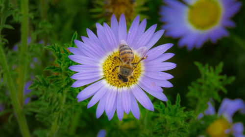 Close-up of bee pollinating on purple flower