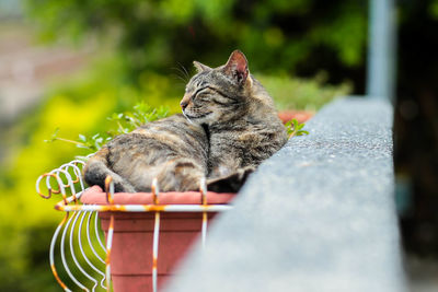 Close-up of cat relaxing outdoors