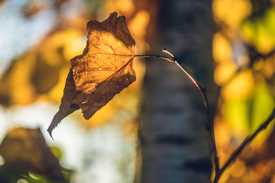 Close-up of dry leaf
