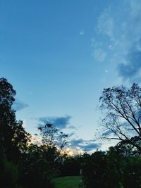 Low angle view of trees against blue sky